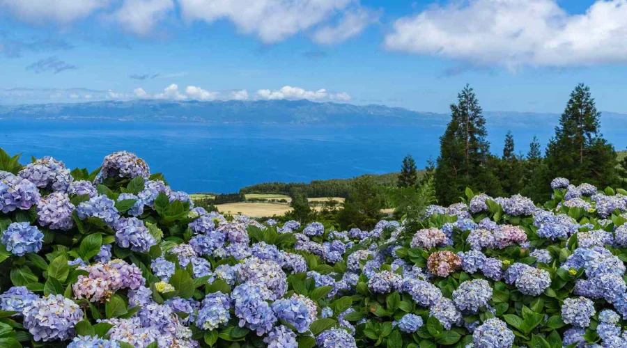 Faial - The Blue Island