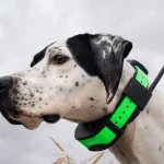 dog trackers