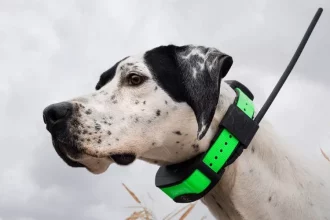 dog trackers