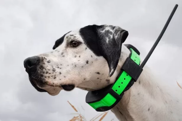 dog trackers