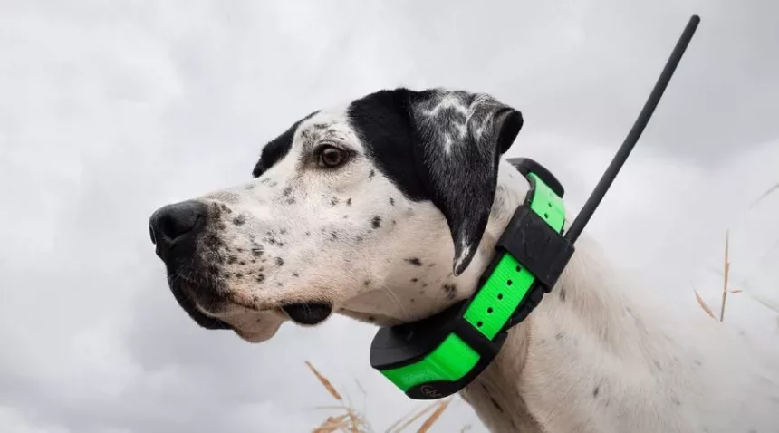 dog trackers