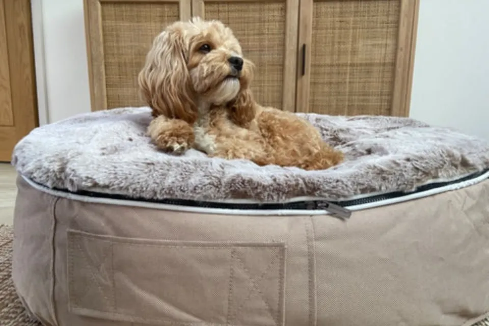 Luxury Dog Beds