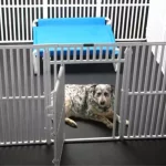 Large dog crate