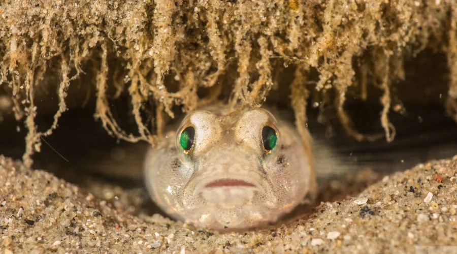 Underwater Encounters