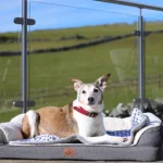 Dog-Friendly Holidays In The UK