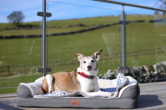 Dog-Friendly Holidays In The UK