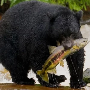 Alaska Wildlife Safari and Sightseeing Tour