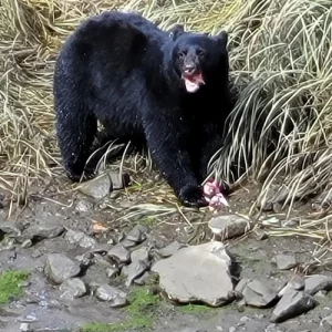 Alaska Wildlife Waterfall Tours (1)
