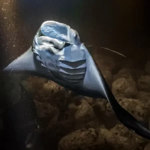 Manta Magic Small-Group Manta Ray Night Snorkel in Kailua Kona (1)