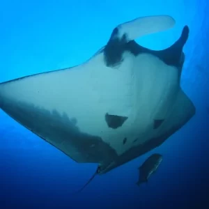 Manta Magic Small-Group Manta Ray Night Snorkel in Kailua Kona