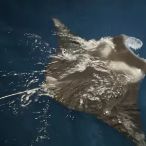 Manta Ray Night Snorkeling Adventure in Kailua-Kona (1)