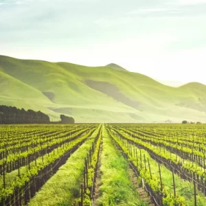 Muir Woods & Wine Tour Redwoods & Tastings at 3 Wineries