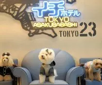Japan flight tickets | Nowandlive