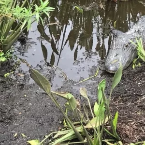90 minute Everglades Airboat Tour near Orlando Florida (4)
