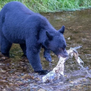 Alaska Wildlife Safari and Sightseeing Tour