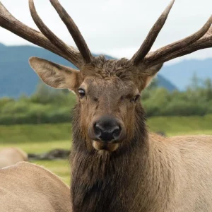 Alaska Wildlife Tour