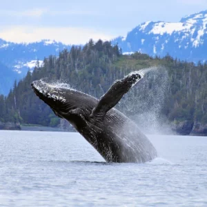 Alaska’s Best Wildlife