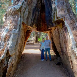 Ancient Trees Just Minutes from San Francisco (1)