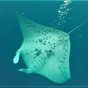 Kona Manta Rays Guaranteed Night Snorkel in Keauhou Harbor (1)