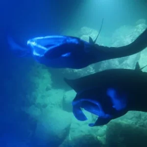 Kona Manta Rays Guaranteed Night Snorkel in Keauhou Harbor