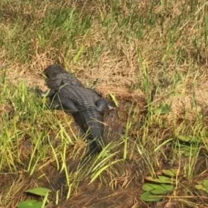 Semi-Private 1-Hour Airboat Tour of Miami Everglades (4)