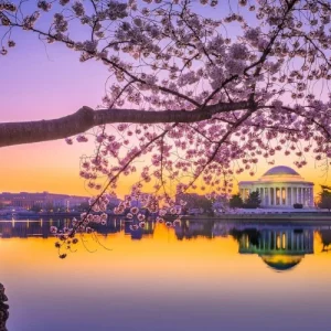 The DC Cherry Blossom Bus Tour with Tidal Basin Guided Walk