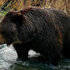 Wilderness, Wildlife, Glacier Experience from Anchorage